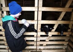 10 letni chłopczyk karmiacy mlekiem z butelki małe owce przez szczeble zagrody