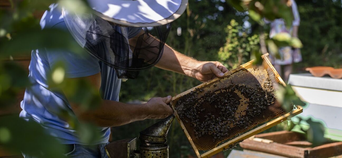 Pszczelarz trzyma w rękach kratkę pszczelą