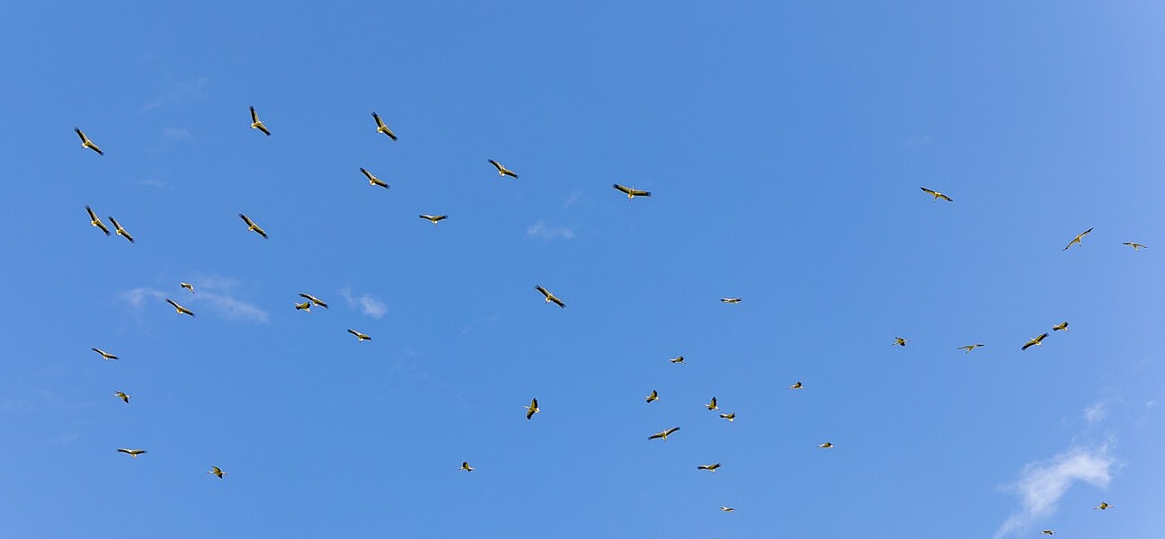 Stado ptaków leci na tle niebieskiego nieba