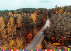 Droga przebiegająca przez lasy Puszczy Knyszyńskiej
