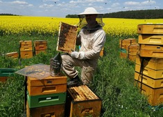 pszczelarz w pełnym stroju z kapeluszem przy otwartym ulu trzyma w rękach ramkę z miodem i pszczołami.jpg
