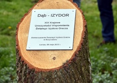 Tabliczka pamiątkowa na pniu drzewa Dąb-Izydor