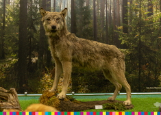 Sztuczny wilk na tle lasu