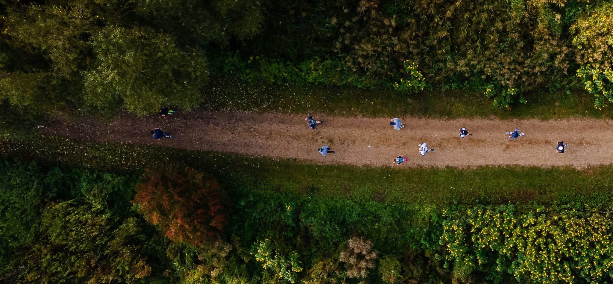 biegacze na leśnej ścieżce, zdjęcie zrobione dronem