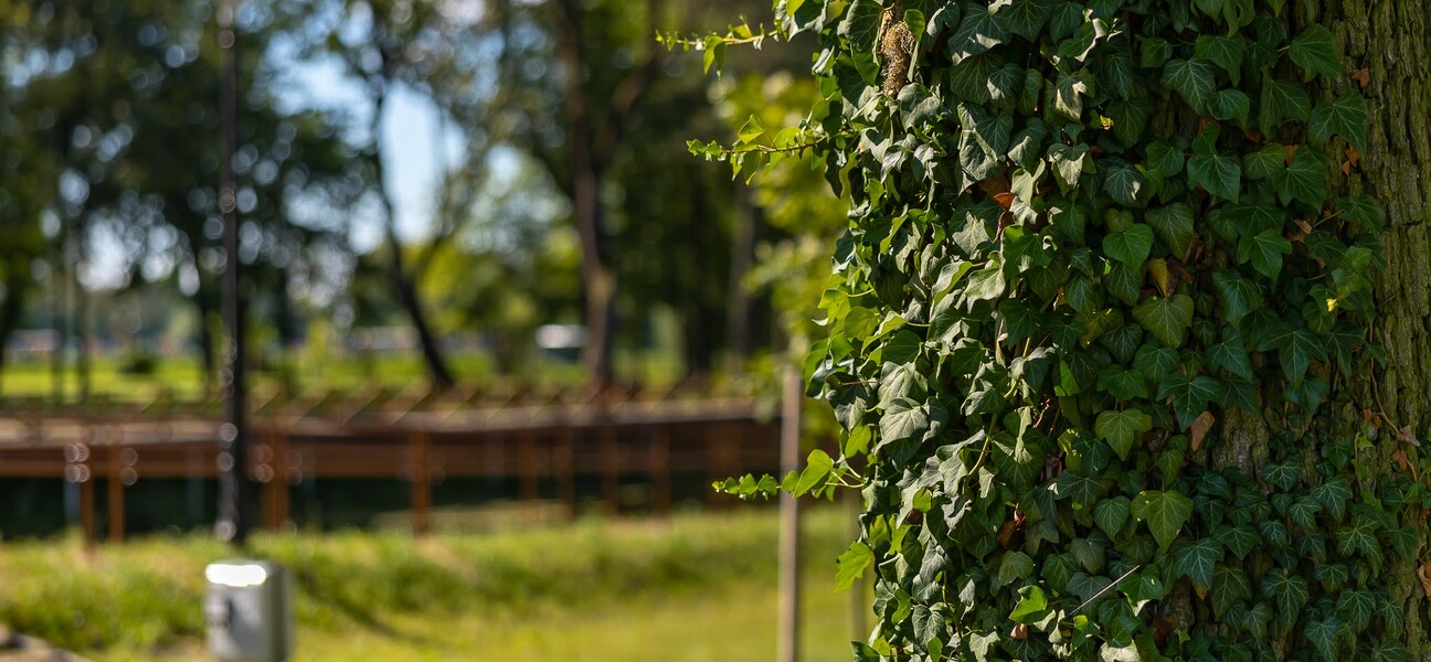 winobluszcz; widok na park