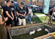 goście wydarzenia obserwują króliki w zagrodzie