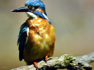 Ptak o żółto-niebieskim ubarwieniu