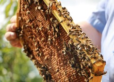 ramka z pszczołami trzymana pionowo przez pszczelarza