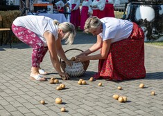 Kobiety zbierają jabłka