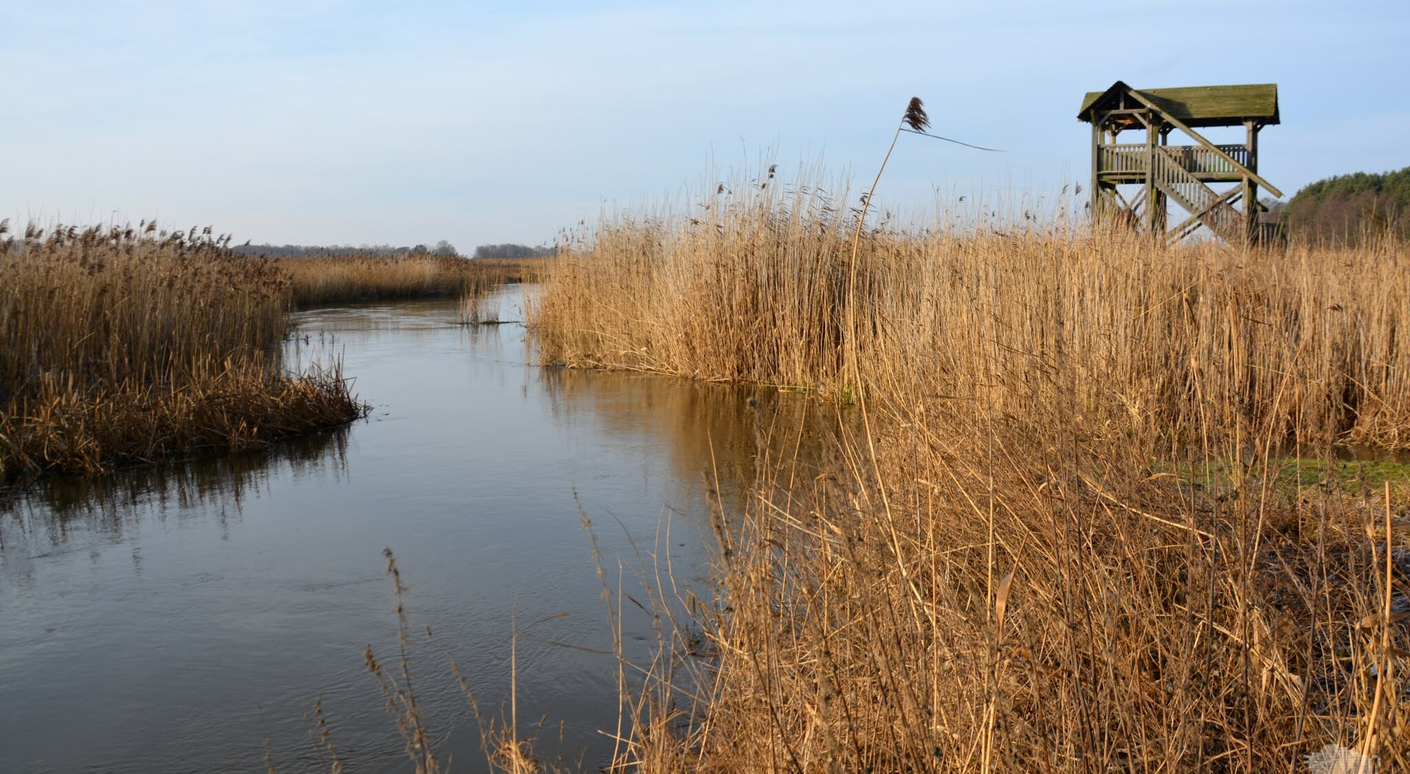 Rzeka Narew