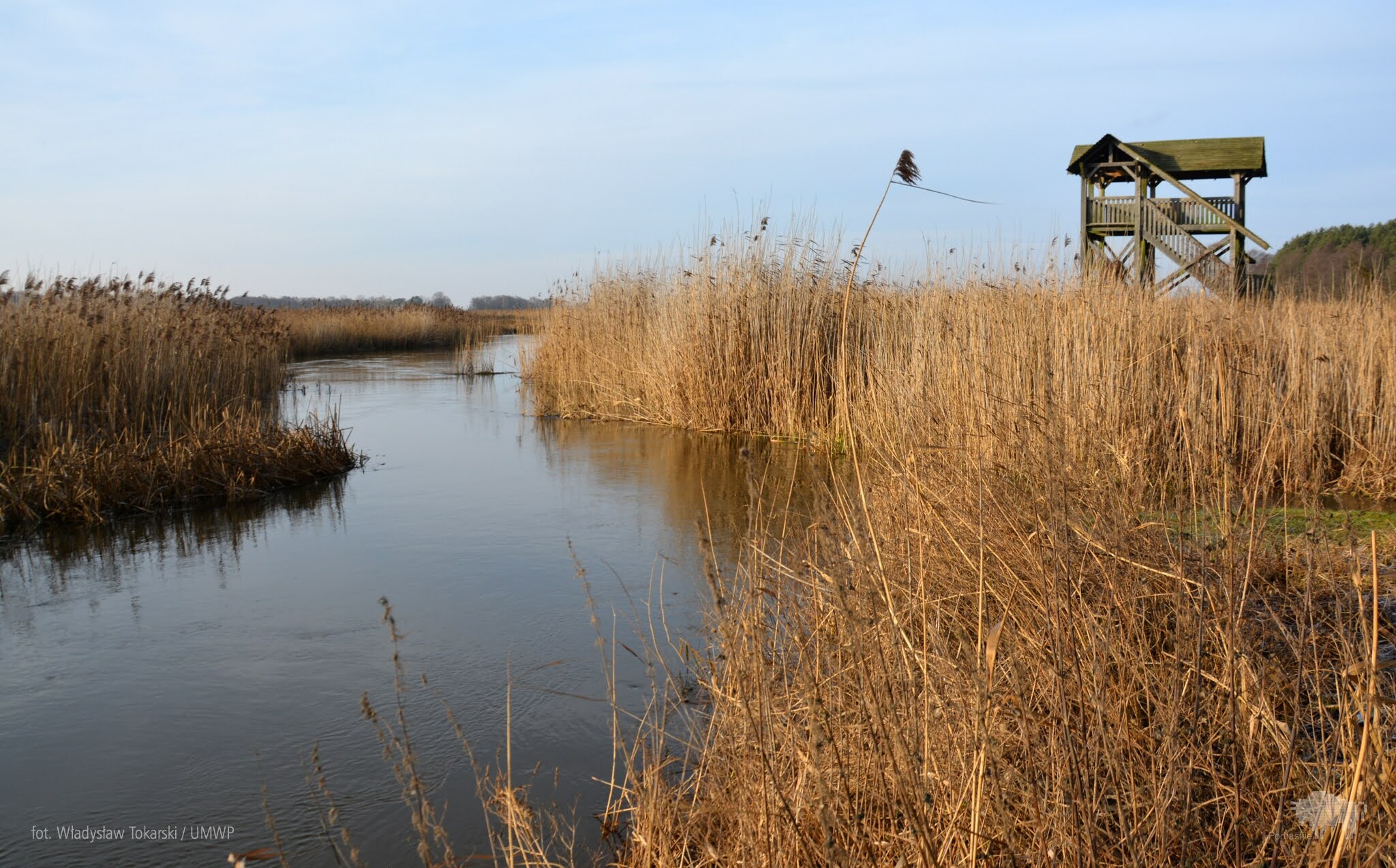 Rzeka Narew