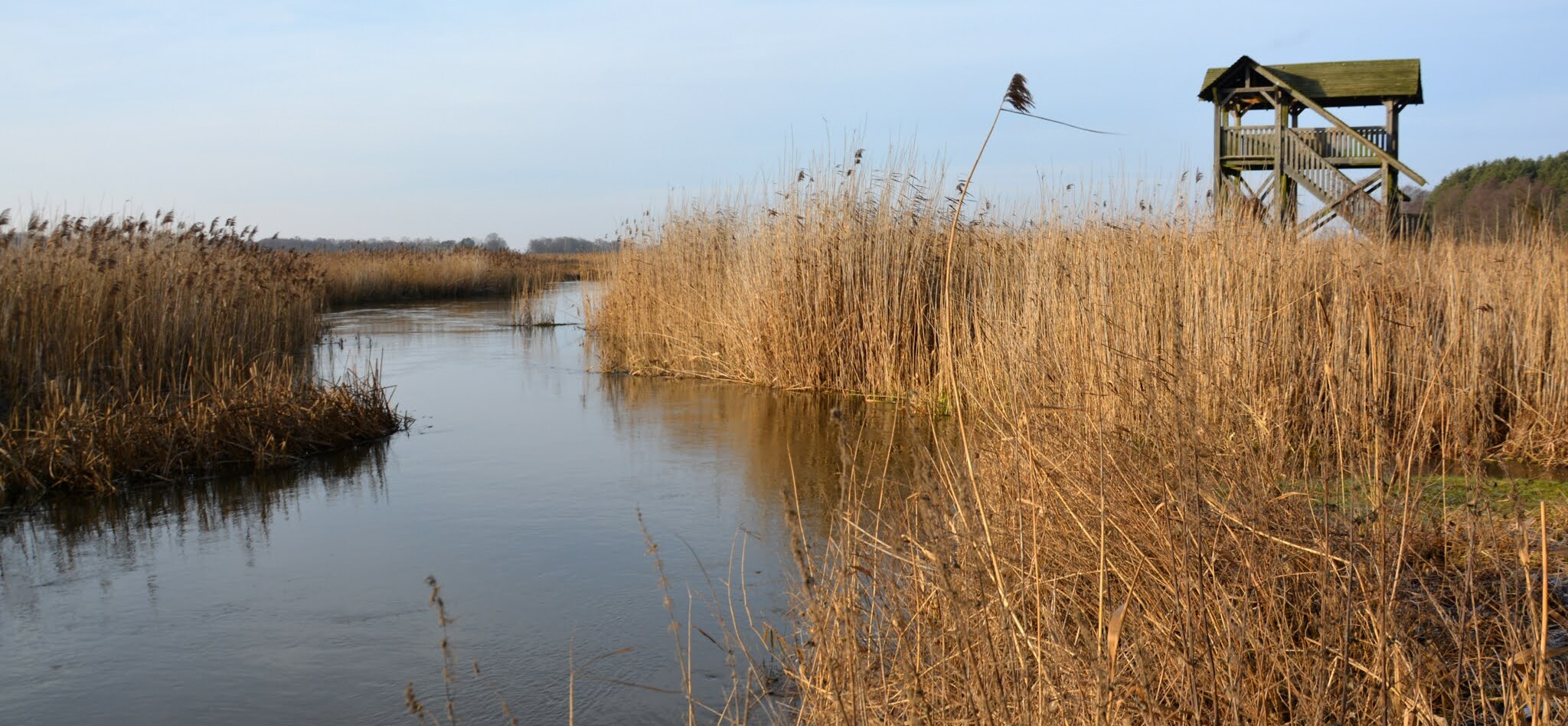 Rzeka Narew