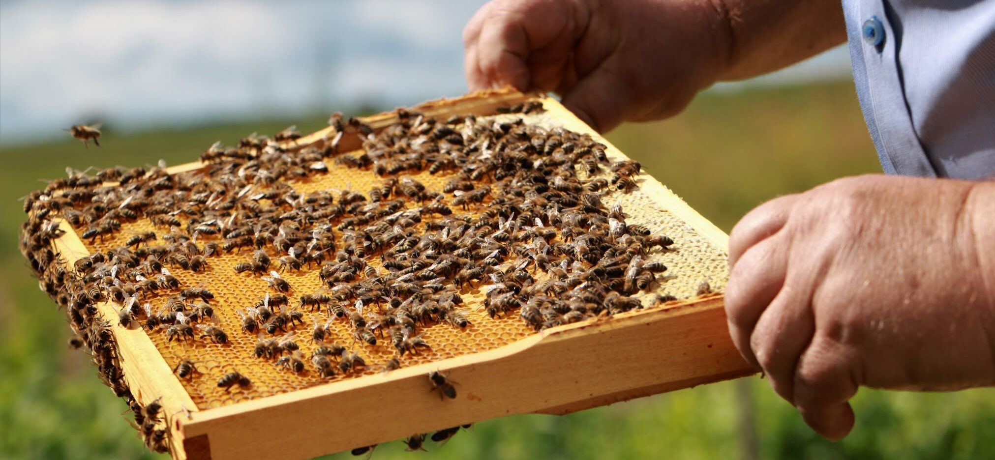 Pszczoły na tacce z miodem