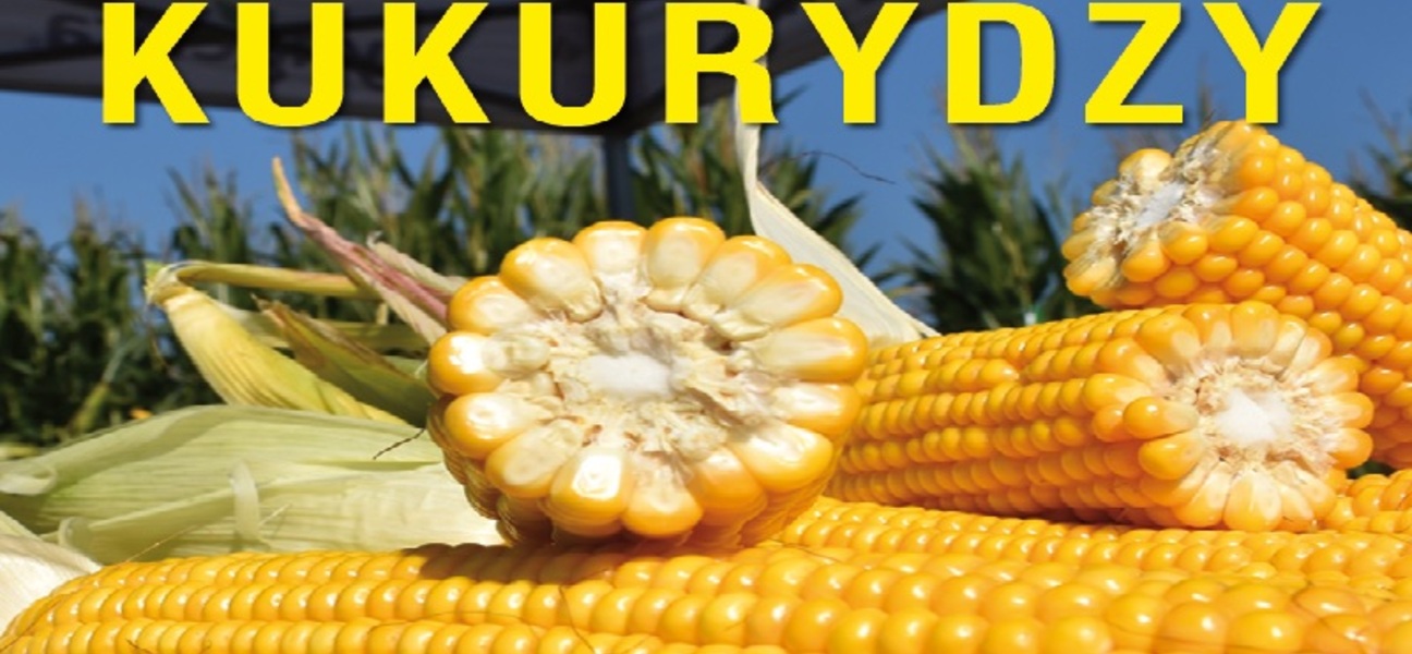 Plakat z kukurydzą